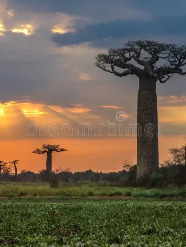 Madagascar