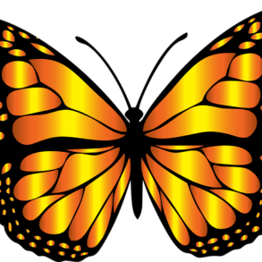 The Butterfly