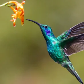 hummingbird