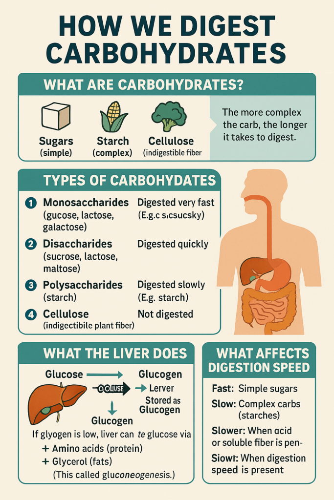 How We Digest Carbohydrate