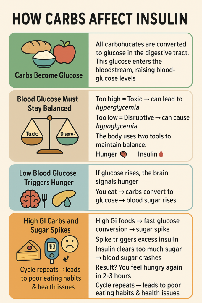 Carbs are Converted to Glucose